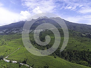 Aerial view of tea plantation in Kemuning, Indonesia with Lawu mountain background