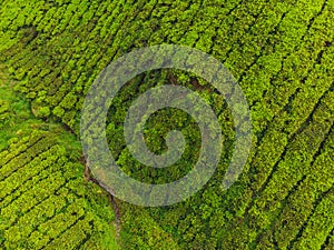 Aerial view of Tea plantation, Shot from drone