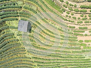 Aerial view of tea plantation and a small house in Thailand