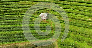 Aerial view of tea plantation terrace on mountain.