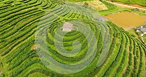 Aerial view of tea plantation terrace on mountain.