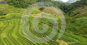 Aerial view of tea plantation terrace on mountain.