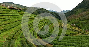 Aerial view of tea plantation terrace on mountain.