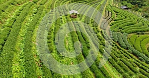 Aerial view of tea plantation terrace on mountain.