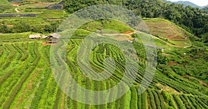 Aerial view of tea plantation terrace on mountain.