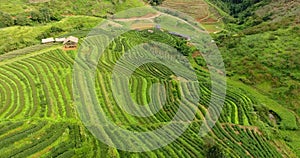 Aerial view of tea plantation terrace on mountain.