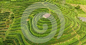 Aerial view of tea plantation terrace on mountain.