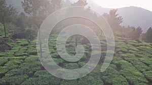 Aerial view of tea plantations in the hills, on a foggy morning, Keral