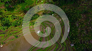 AERIAL VIEW OF TEGAL ALANG RICE FIELD IN AERIAL VIEW OF TEGAL ALANG RICE FIELD IN BALI photo