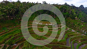 AERIAL VIEW OF TEGAL ALANG RICE FIELD IN AERIAL VIEW OF TEGAL ALANG RICE FIELD IN BALI photo