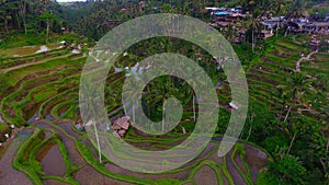 AERIAL VIEW OF TEGAL ALANG RICE FIELD IN AERIAL VIEW OF TEGAL ALANG RICE FIELD IN BALI photo