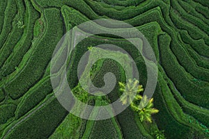 Aerial view of Tegallalang Bali rice terraces