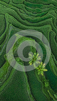 Aerial view of Tegallalang Bali rice terraces