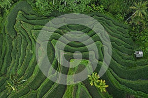 Aerial view of Tegallalang Bali rice terraces