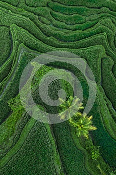 Aerial view of Tegallalang Bali rice terraces