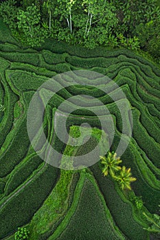 Aerial view of Tegallalang Bali rice terraces