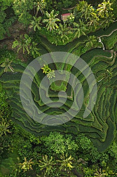 Aerial view of Tegallalang Bali rice terraces