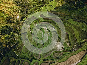 Aerial view of Tegallalang Bali rice terraces on Bali, Indonesia
