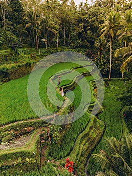 Aerial view of Tegallalang Bali rice terraces on Bali, Indonesia