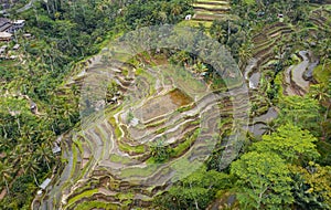Aerial View of Tegallalang Rice Terrace. Ubud Bali - Indonesia