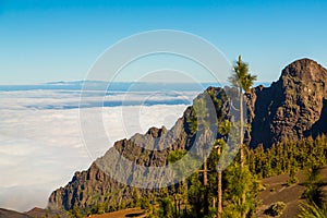 Aerial view of the Teide volcano above the clouds with trees in the foreground