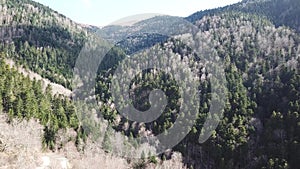 Aerial view of temperate forest in Pyrenean, France