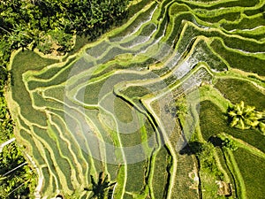 Aerial view of terrace paddy field