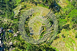 Aerial view of Terraced rice fields Bali, Indonesia.