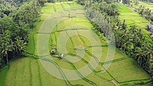 Aerial view of terraced rice fields Bali, Indonesia.