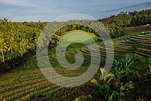 Aerial view of terraces and palms with morning light. Countryside with fields in Bali island