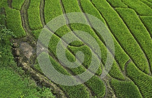 Aerial view of texture with a beautiful landscape view background of rice terraces in Sapa North Vietnam