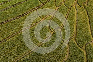 Aerial view texture with landscape background of harvest rice terraces in Sapa North Vietnam