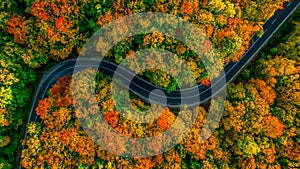 Aerial view of thick forest in autumn with road cutting through