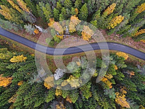 Aerial view of thick forest in autumn with road cutting through