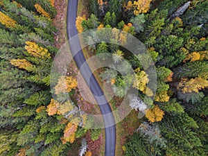 Aerial view of thick forest in autumn with road cutting through