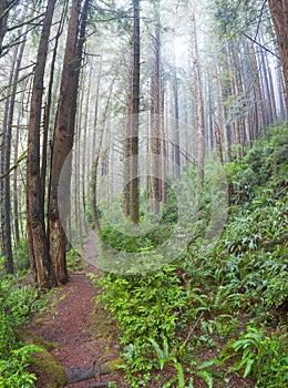 Aerial View of Thriving Redwood Forest in California