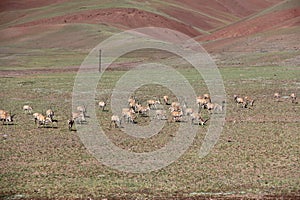 Aerial view of Tibetan antelopes grazing in field