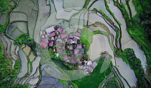 Aerial view on tiny community houses settlement surrounded by rice paddy fields