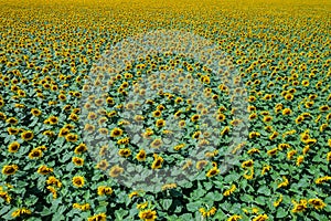 aerial view to blooming sunflowers field