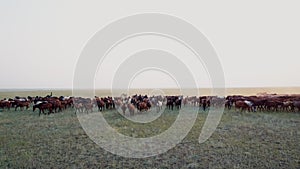 Aerial view to grazing horse herd galloping on the steppe on sunset