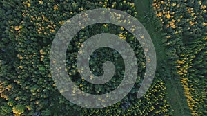 Aerial view to green summer forest and power line