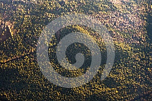 Aerial view to the natural heart-shaped forest