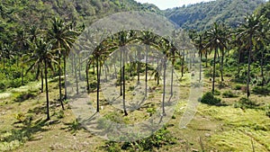 aerial view to palm grove at Atuh Beach, Nusa Penida