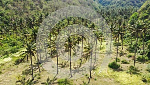 aerial view to palm grove at Atuh Beach, Nusa Penida