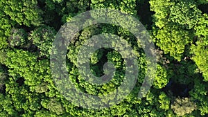 Aerial view to spring forest, natural green background