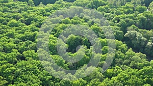 Aerial view to spring forest, natural green background