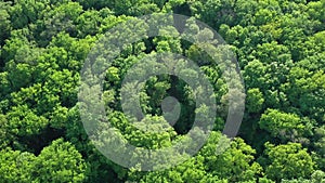 Aerial view to spring forest, natural green background