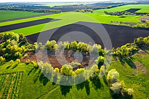 Aerial view to spring green fields and trees