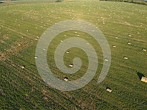 Aerial view to stacked hay on the wheat field under sky. Ambrosia field