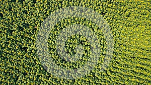 Aerial view on top from above on a large field of ripe sunflowers on a sunny day